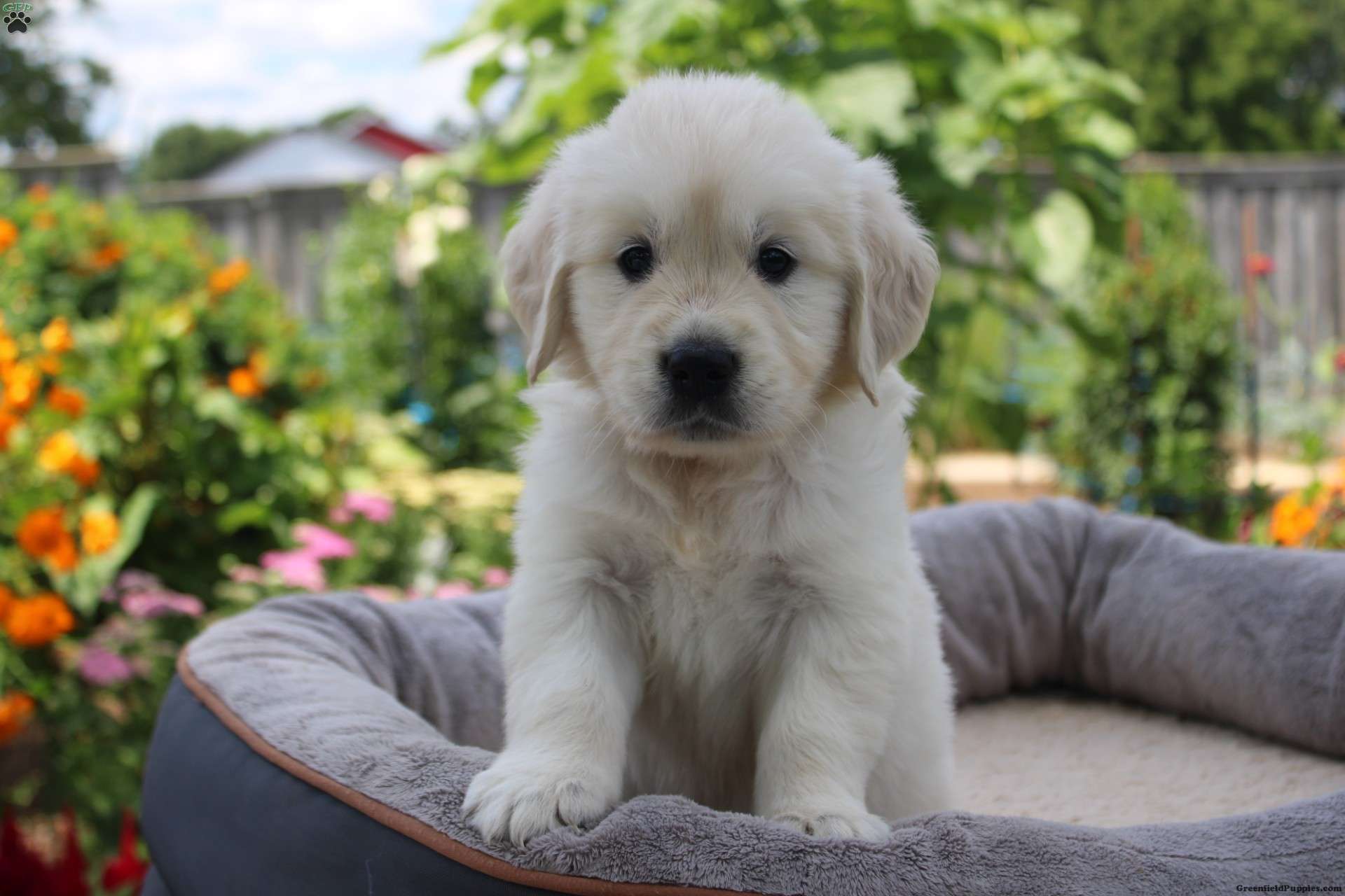 Elsa Golden Retriever Puppy For Sale in Ohio